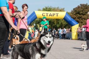 Participants of the race with dogs