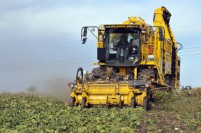 Сбор урожая сахарной свеклы