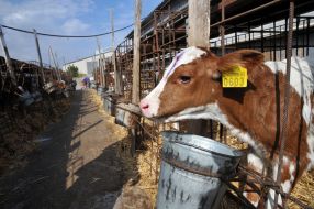 Calf