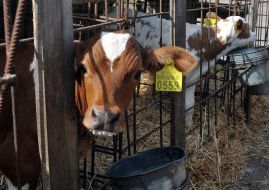 Calf