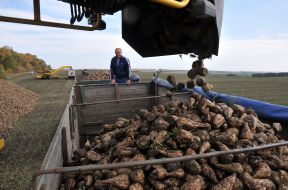 Сбор урожая сахарной свеклы