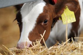 Calf