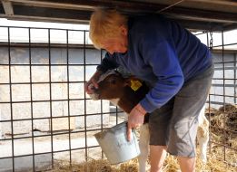 A worker feeds a calf