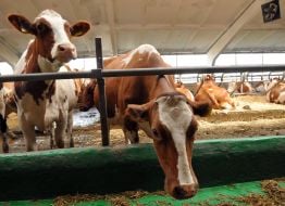 Cows