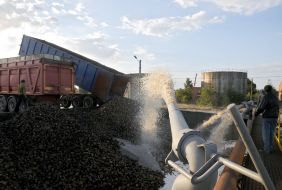 Сбор урожая сахарной свеклы