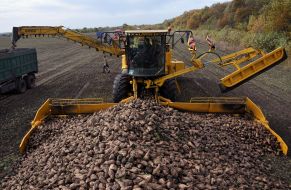 Сбор урожая сахарной свеклы