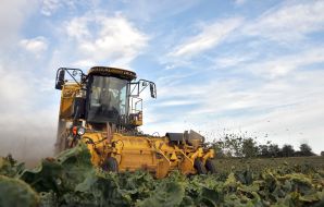 Сбор урожая сахарной свеклы