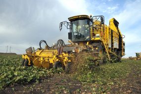 Сбор урожая сахарной свеклы