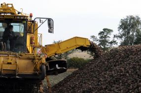 Сбор урожая сахарной свеклы