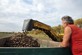 Сбор урожая сахарной свеклы