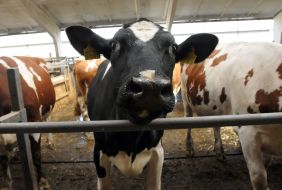 Cows
