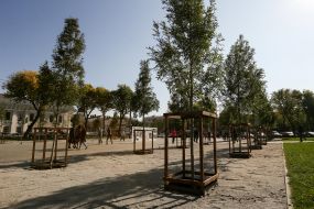 Молодые деревья