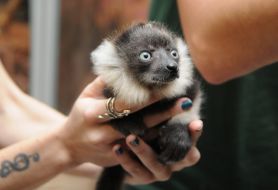 lemur vari