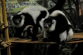 Black and white lemurs vari