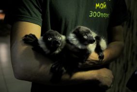 lemur vari