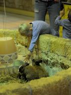 Boy stroking a rabbit