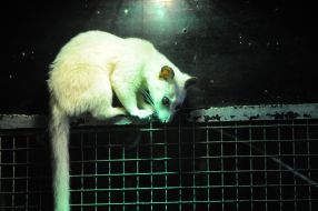 Asian Palm Civet
