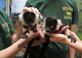 lemur vari