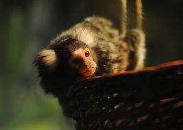 Common marmoset