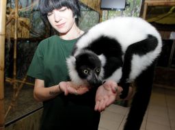 Black and white lemur vari
