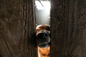 Dog