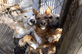 Dogs