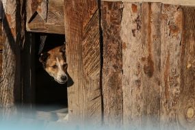 Dog