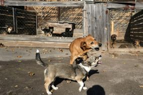 Dogs