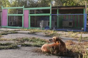 Dog