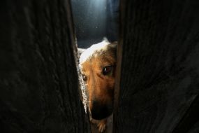 Dog