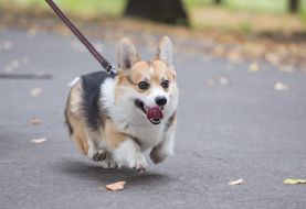 Собака породы Вельш-корги