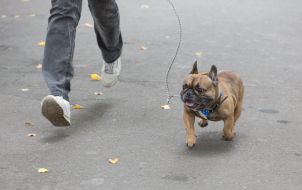 Собака породы Французский бульдог