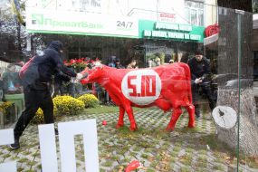 The activist of the "National Corps" is breaking the cow with the symbols of the party "5. 10"