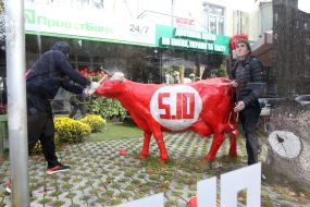 The activist of the "National Corps" is breaking the cow with the symbols of the party "5. 10"