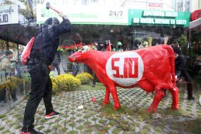 The activist of the "National Corps" is breaking the cow with the symbols of the party "5. 10"