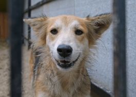Собака в приюте для животных