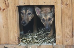 Собаки в приюте для животных