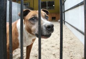 Собака в приюте для животных