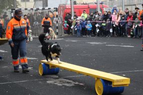 Выступление кинологов