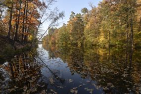 Lake in Puscha-Vodice