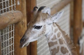 Little violet giraffe