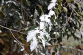 Первый снег в Харькове