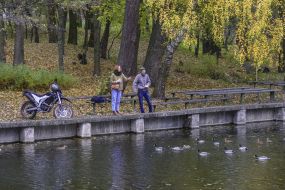 Ducks swim in the lake