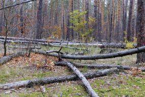 Forest in Puscha-Voditsa