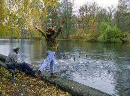 Ducks swim in the lake