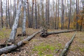 Forest in Puscha-Voditsa