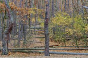 Forest in Puscha-Voditsa
