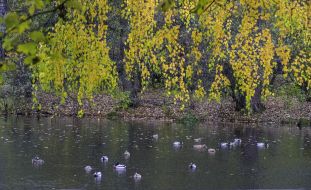 Ducks swim in the lake