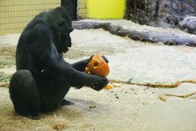 Gorilla Toni with pumpkin