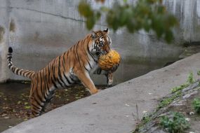 Tiger eats pumpkins